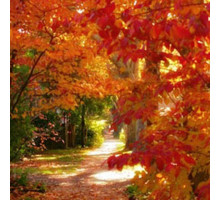 Индийское лето (Indian Summer) Ароматическое масло (Отдушка)